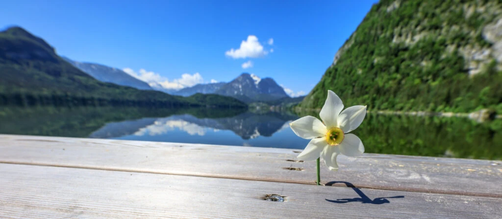 🚌 Plössnig Reisen Rauris - Unvergessliche Busreisen 🌍