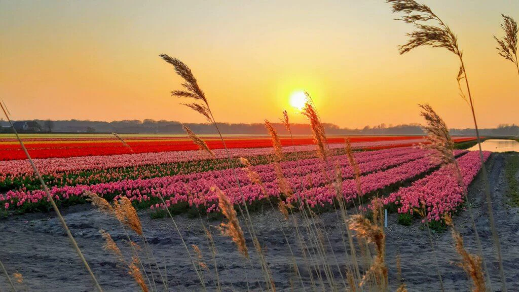 Hollands bunte Tulpenpracht